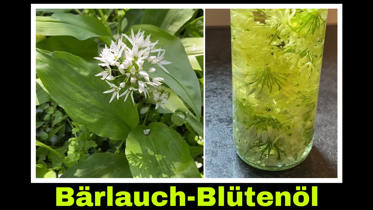Was Macht Man Mit Einer Verblühten Amaryllis Bärlauchöl mit Bärlauchblüten | Blüten vom Bärlauch Rezept | Ölansatz