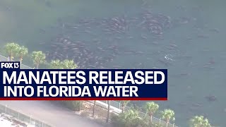 Rescued Florida manatees released back into the wild