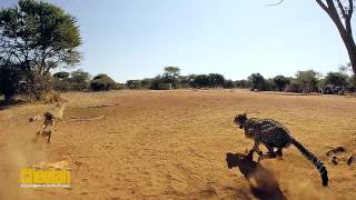 Cheetah Release 18 June 2014