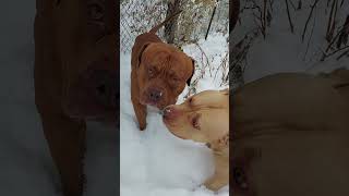 merkules moon stone winter time by Aftershock American bully 24 views 1 year ago 4 minutes, 57 seconds