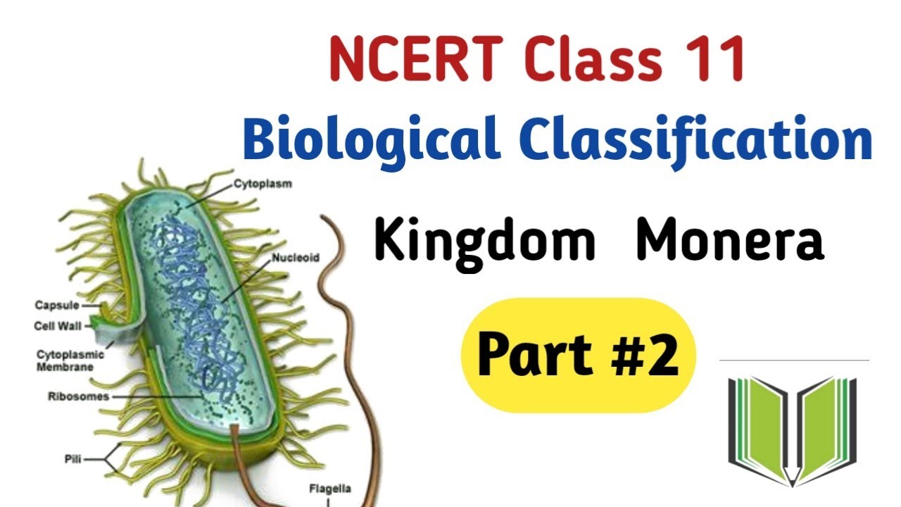 KINGDOM MONERA | L 2 | BIOLOGICAL CLASSIFICATION |NCERT | BIOLOGY |