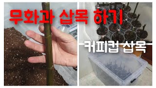 봄준비) 무화과 삽목 방법 ㅣ 커피컵 흙꽂이