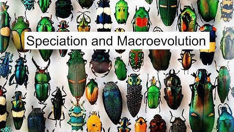 Speciation and Macroevolution