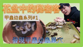 花園中的秘密客 發現大量甲蟲幼蟲│超大獨角仙幼蟲 來算算共有幾隻？│第一次從幼蟲開始養獨角仙 生長歷程全紀錄│