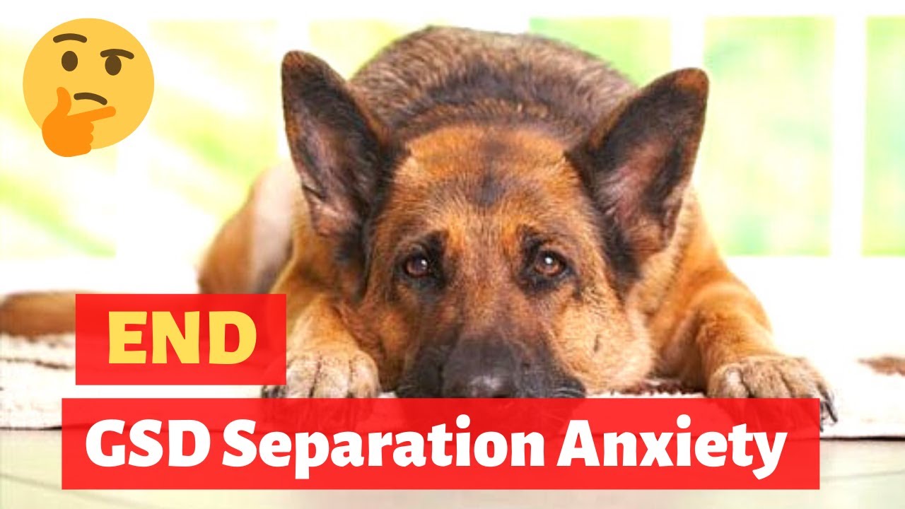 German Shepherd Separation Anxiety Effective Working Tips to get rid
