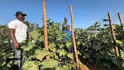 Seed Co Group Agronomy 85th Anniversary INSIGHTS #Tanzania (Tip 31 of 85)