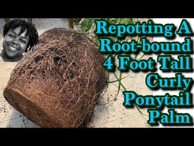 Repotting a SEVERELY Root-Bound Ponytail Pam Tree | How To Repot A Ponytail  Palm - YouTube