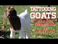 Tattooing Goats-KBTatts Tattoo Pen VS Old School Clamp Tatoo (BOER GOATS)