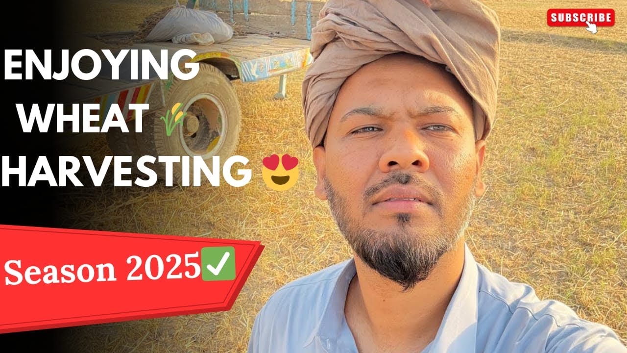 Wheat Harvest Season Memories | Village Life & Simple Joys 🌾