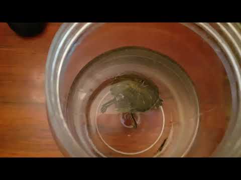 წყლის კუ