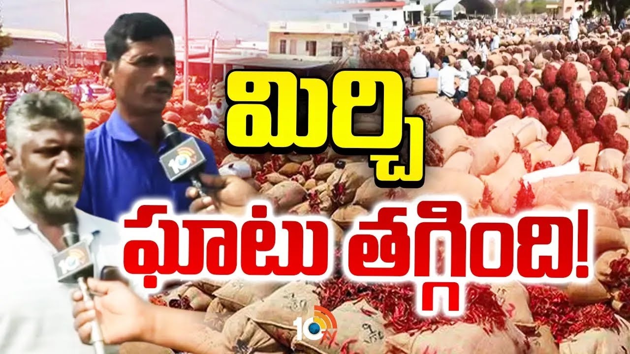 అన్నదాత ఆవేదన.. ఘాటు తగ్గిన మిర్చి | Mirchi Farmers | Mirchi Price | 10tv