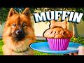 HO PREPARATO I MUFFIN PER CHEDDAR - Carly che cucina in cucina