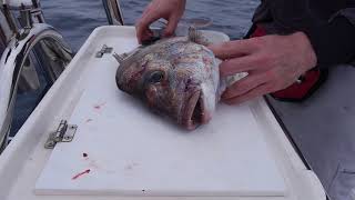 How to humanely dispatch & bleed fish | Fisho App screenshot 4