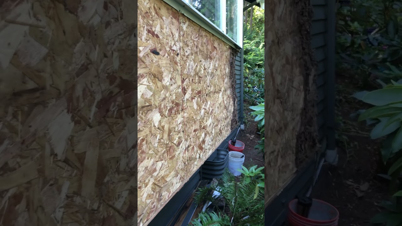 what does dry rot look like