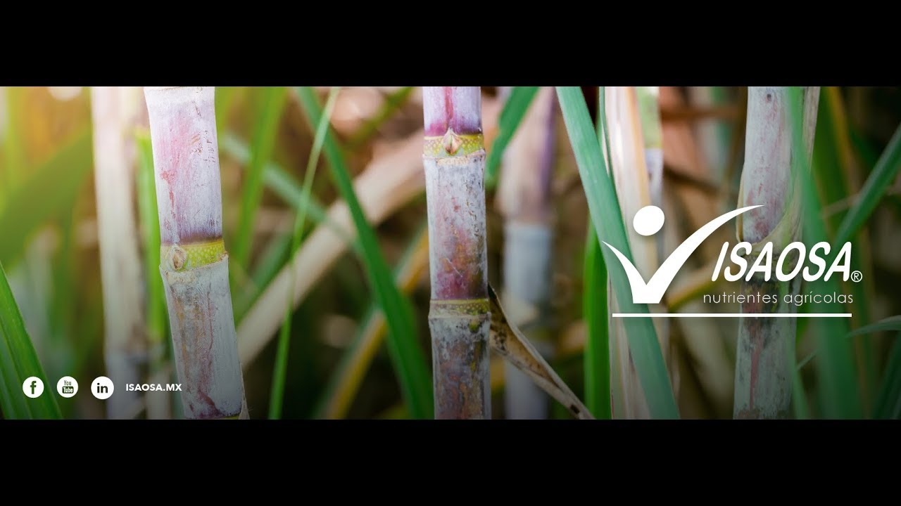 CAÑA AZUCAR CASO EXITO 158 TN DE RENDIMIENTO