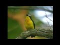 マミジロキビタキ（5）さえずり（ウラジオストク） - Yellow-rumped Flycatcher - Wild Bird - 野鳥 動画図鑑