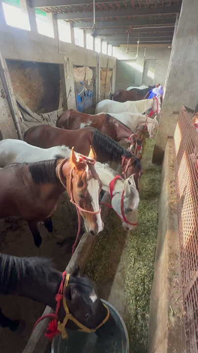 Jita stud farm #punjabisong #punjabimusic #newsong