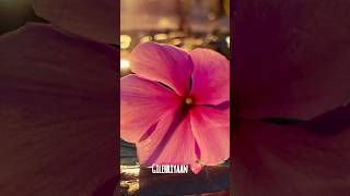 Download Lagu Gilehriyaan Lyrics Song__🌸 #shorts #youtubeshorts #yt #flowers #nature #beauty MP3