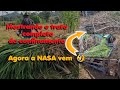 Confinamento 19 bois com BRS capiaçu/ mostrando trato completo@Canal pecuária boi gordo