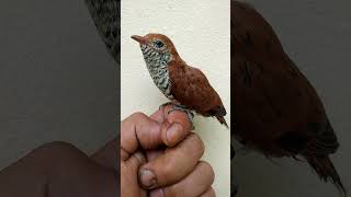 Download Lagu Lolohan kedasih ungu/violet cuckoo MP3 Download Lagu Lolohan kedasih ungu/violet cuckoo MP3