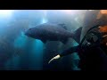 Freediving with giant sea bass - Casino Point, Catalina Island