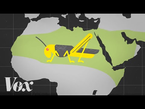 Why locusts are descending on East Africa