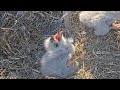 SWFL | Scary situation for E19, piece of prey stuck on her beak | 08.01.2022