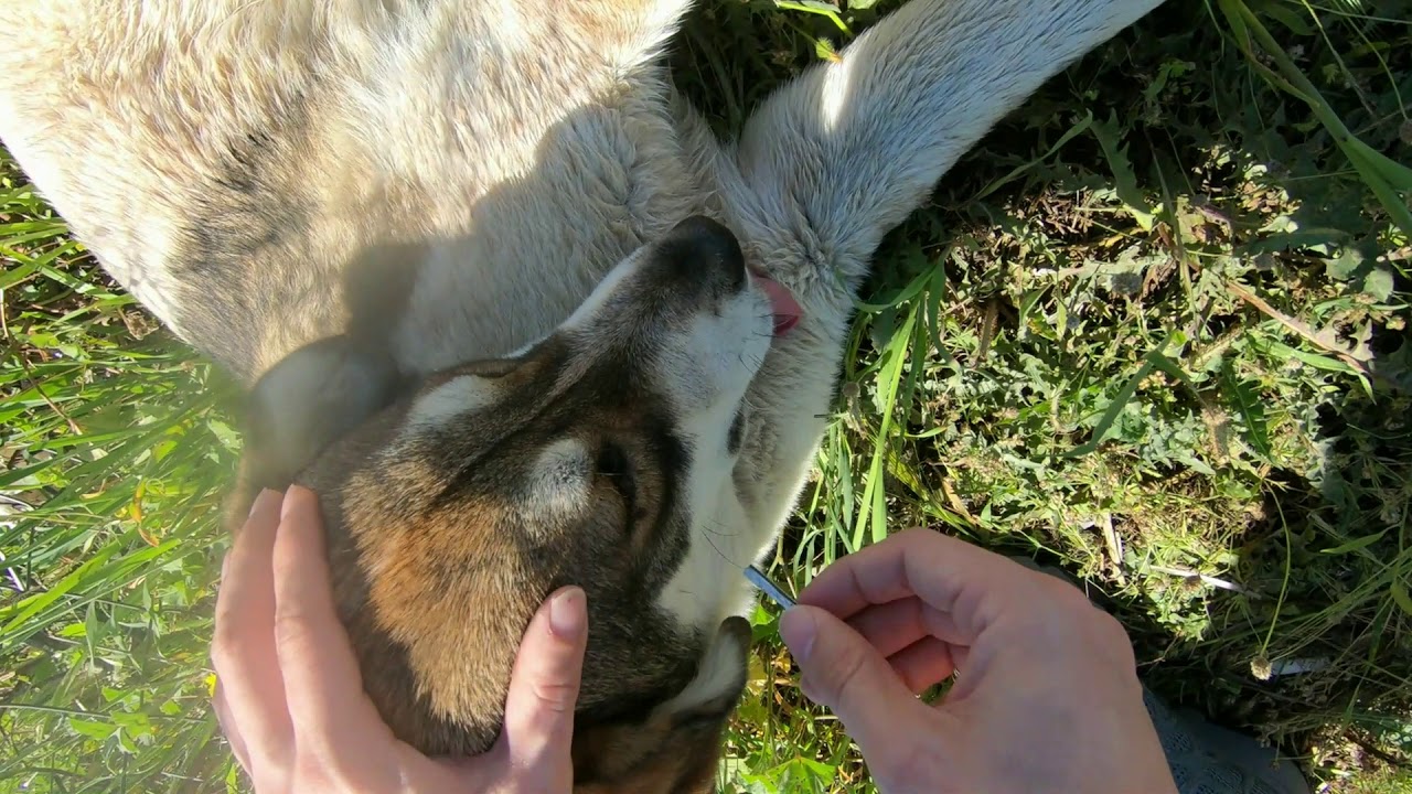 KEDİ VE KÖPEKLERDEN KENE NASIL ÇIKARTILIR?