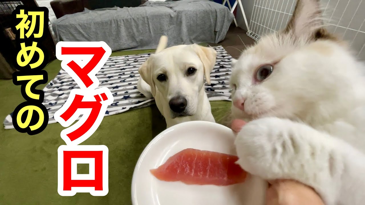 マグロの刺身を初めて食べる子猫と犬の反応が意外でした Youtube