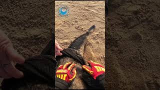 Baby Seal Bites Rescuer #shorts
