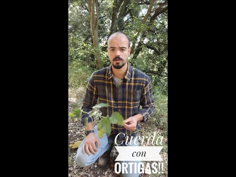 Video: Cómo Hacer Hilo De Ortiga