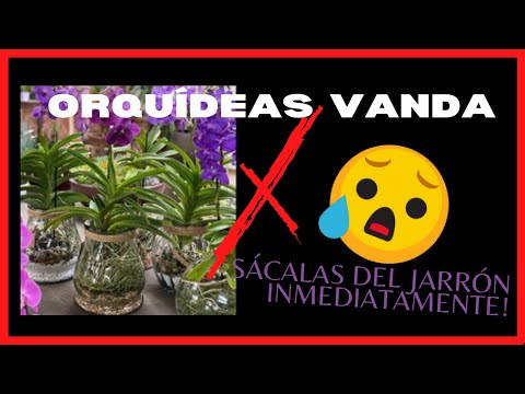 Video: Cuidar las orquídeas en un jarrón