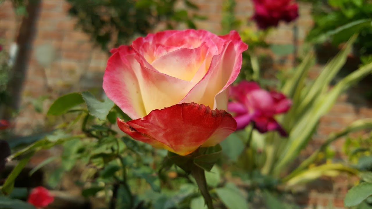 Best Soil Mix For Rose Plant YouTube