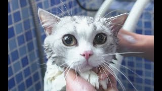 Kittens taking bath unwillingly. Gone crazy... | SanHua Cat Live