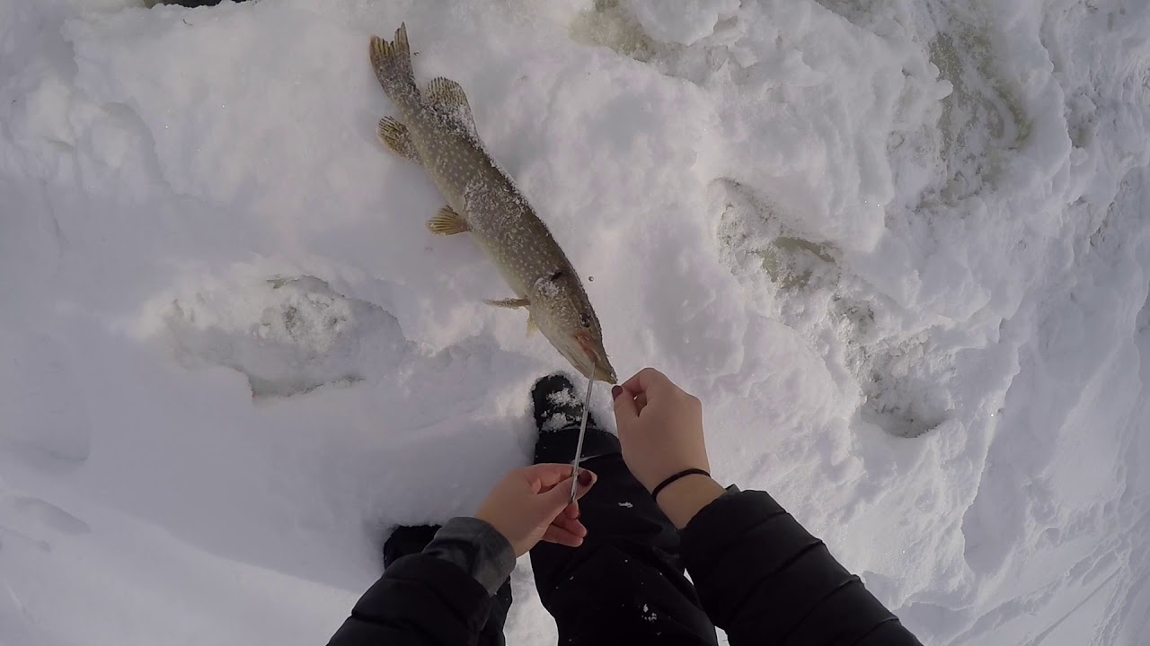 Pike Ice Fishing Northern NH YouTube