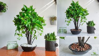 Money Plant Makeover From Vine to Tree StyleMoney Plant Tree | Money Plant Decoration//GREEN PLANTS