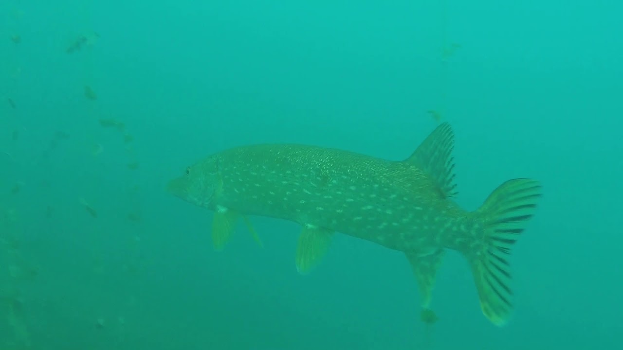 Schnorcheln am Bristenquai, Brunnen SZ