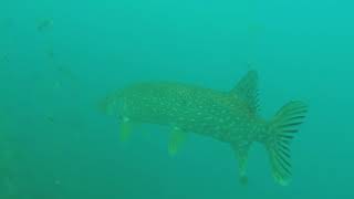 Schnorcheln Am Bristenquai, Brunnen Sz