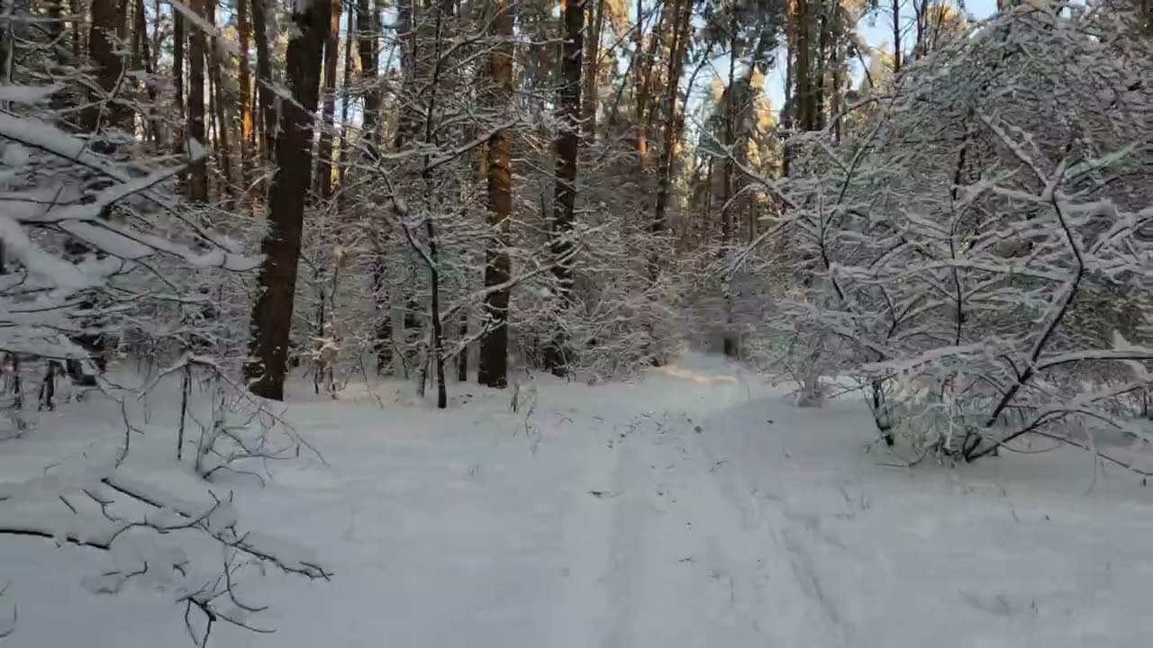 Winter forest landscape. (no sound)