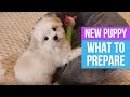 BRINGING HOME A NEW PUPPY : First steps and what to prepare 🐶