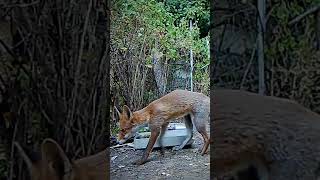 Cute young fox yawning