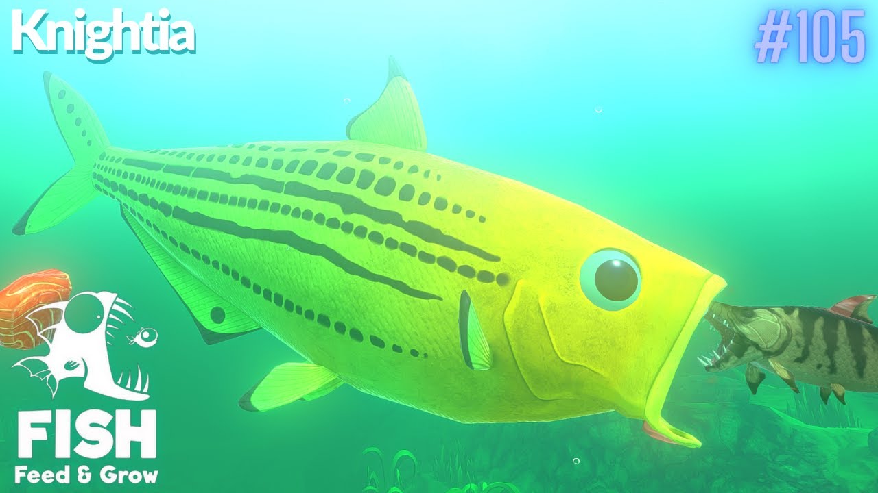 Feed And Grow Fish : Knightia - YouTube