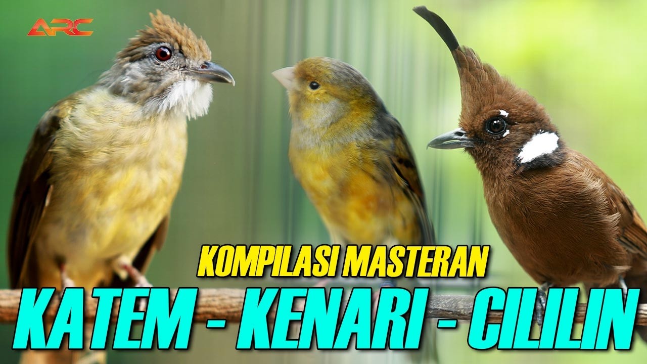 CILILIN - KAPAS TEMBAK - KENARI | MASTERAN MEWAH SANG JUARA PENGUNCI JURI