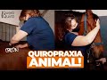 AJUSTAMOS UM CAVALO! (Quiropraxia em EQUINOS)