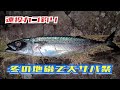 【遠投カゴ釣り】東伊豆の地磯で冬の大サバ祭