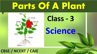 Parts of a Plant | Class 3 Science | CBSE / NCERT / CAIE |  PARTS OF A PLANT screenshot 1