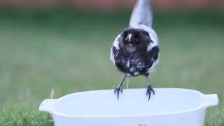 close up of baby magpies eating breakfast