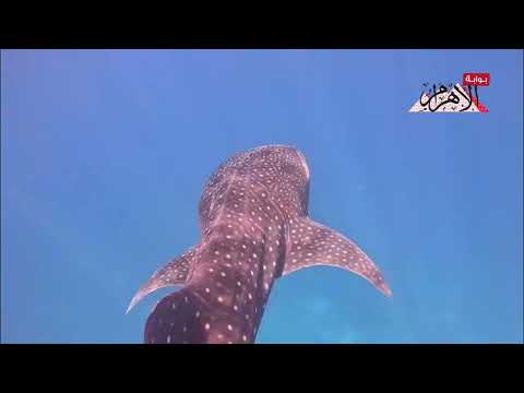 بهلول عملاق البحر المسالم يفاجئ الغواصين بالقرب من الجفتون بالغردقة