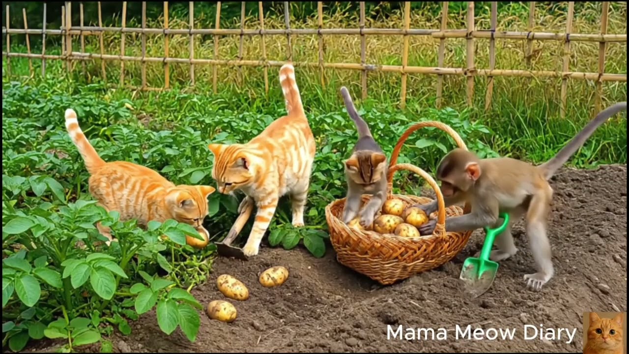 Mama cat and kittens harvest vegetables together.🐱🐾