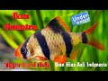 Mengenal Ikan Sumatra / Ikan harimau / ikan tiger barb